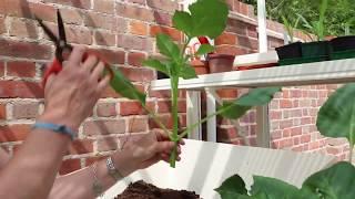 How to take Dahlia cuttings - have the confidence to try