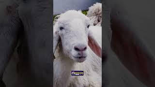 Sheep in Mythology and Folklore | Unraveling the Ancient Sheep Videos | Creative Nature