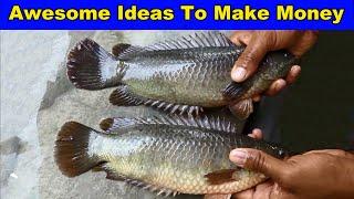 Climbing Fish Farm - Awesome Ideas To Make Money