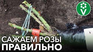 КАК ПОСАДИТЬ РОЗЫ ОСЕНЬЮ? Важные нюансы при осенней посадке роз