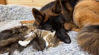 German Shepherd Babysits Mama Cat’s Newborn Kittens