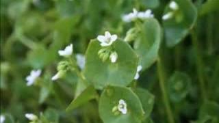 Stalking Wild Greens: Miner's Lettuce