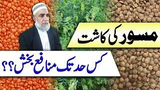 Feasibility and profitability of Lentil (Masoor) in Punjab || Crop Reformer