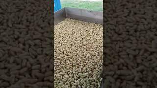 Green peanut washing