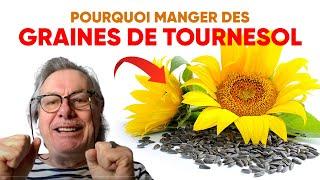 Pourquoi manger des graines de tournesol ?