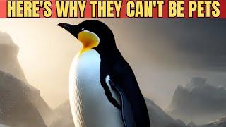 Here's Why Penguins Can't be Pets