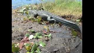 Up Close with an American Alligator on a Buffalo Tiger Airboat in the Florida Everglades