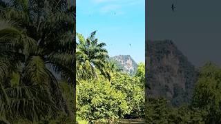 Swallows Bug Hunting #aonang #krabi #thailand #swallow #palm #swallows #aonangkrabi