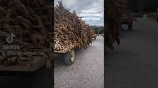 Wagons Loaded with Tobacco at Home Farm | Kentucky | Farm Finance Doctor | Shorts