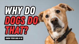 Why Do Dogs Do That? | 8 Fun Dog Behaviors Explained | UZR Tube