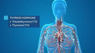 Thyroid Gland Anatomy Video