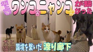 26兄弟の新居での楽しい日々！渡り廊下の冒険とにゃんこ軍団の成長記録