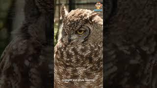 The Wise Owl #youtubeshorts #shorts