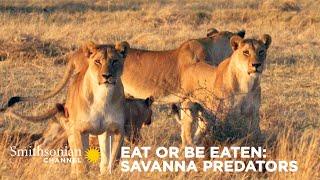 Eat Or Be Eaten: Savanna Predators  Smithsonian Channel