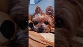 cute puppy eyes  #shorts #yorkie #puppyeyes