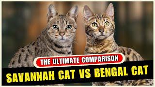 Savannah Cat vs Bengal Cat Differences - Which Breed Is Better?