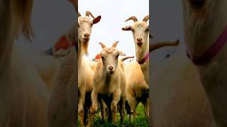 the goats of bluelock