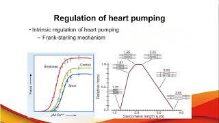 آموزش جامع فیزیولوژی قلب | جلسه چهارم (بخش 1) | مبحث : تنظیم سیکل قلبی و مکانیزم های آن