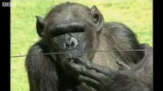 Chimpanzee Enjoys A Cigarette