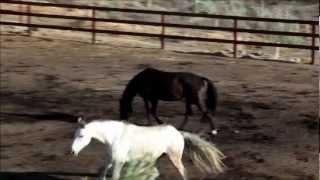 Temecula Homes for sale. Ranch Estates. Farms. Horse Property Orange County. San Diego