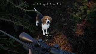 Best Hunting Dog?