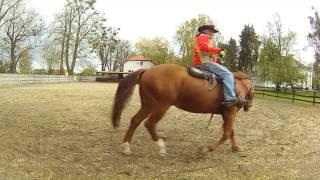 Konna  jazdy galop western AQH kowboj