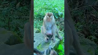 Best Action Of Luna Monkey Daily Life, Aleah nearly drink milk luna.. #babyanimal #babymonkey