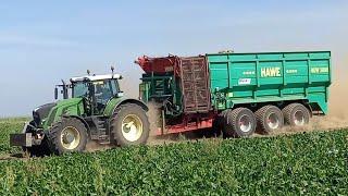 Rübenernte/Rüben aufmieten 2 Fendt933-Hawe Ruw4000/5000