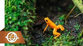 Top 10 Highest Jumping Animals in the World