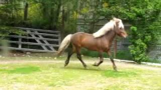 Dynfaxi mix of gaits- Roundpen