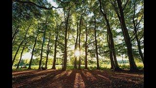 Severn Treescapes - The benefits of trees to farming webinar