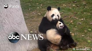 Baby panda keeps trying to run away from mom