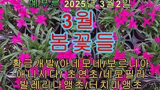 25년3.2 ) 3월 봄꽃들 총 집합