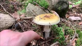 Narzissengelber Knollenblätterpilz - Amanita gemmata