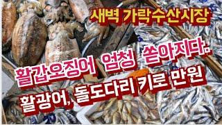 활갑오징어가 엄청 나오네요./살아있는  광어, 돌도다리 키로 만원으로  초저렴.