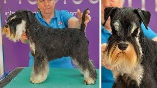 Grooming Guide - Handstripped Miniature Schnauzer Trim - Pro Groomer