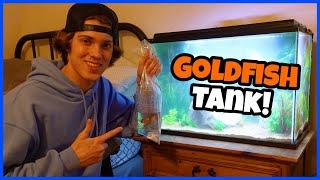 NEW FISH For *GOLDFISH-ONLY* Aquarium!