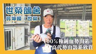 【世榮鴿舍】100℅極純血勢山系，高代勢山鴿系欣賞