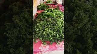 Harvesting my Parsley and freezing for use all year  #homesteading #garden #winteriscoming