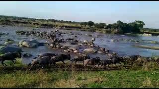 Tanzania Safari | Wildebeest Migration Crossing Point 7