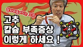 고추 칼슘 부족증상 해결책 알려드립니다.