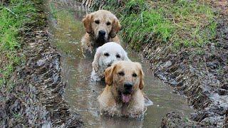 Do you still want a Golden Retriever dog? 