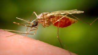 New York reports 1st human case of EEE, rare mosquito-borne virus, in nearly a decade