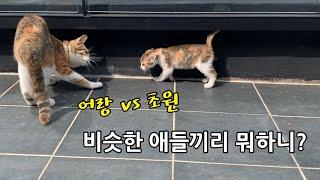 인정사정 안봐주는 세기의 대결. 어랑 vs 초원