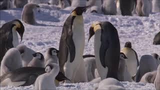 Penguin Day: A Family Story by Nic Bishop