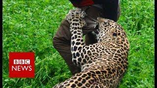 Wild leopard attacks Indian village - BBC News