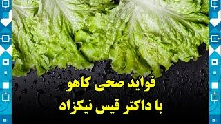 Health benefits of Lettuce, with Dr. Qais Nikzad / فواید صحی کاهو، با داکتر قیس نیکزاد