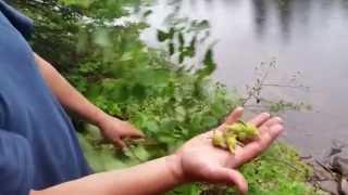 Wild Edible Plants FIND and EAT WILD Hazelnut in the Forest by Green Blue Earth