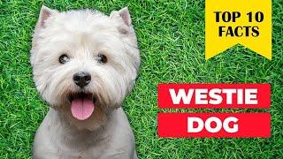 10 reasons to choose a WESTIE Terrier Dog