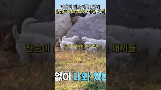 떠돌이 어미 강아지의 놀라운 반응, 새끼들의 건강을 위해 데려가는데..#양소영심리상담센터 #강남심리상담센터 #웩슬러지능검사 #풀배터리검사 #아동심리검사 #감동 #강아지 #adhd